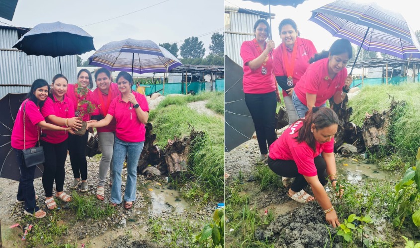 Tree plantation